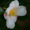 静かに咲く