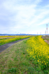 菜の花は続く