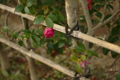 DSC02026-1