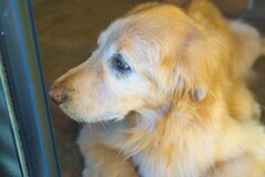 「さよなら」がキライなリオくん