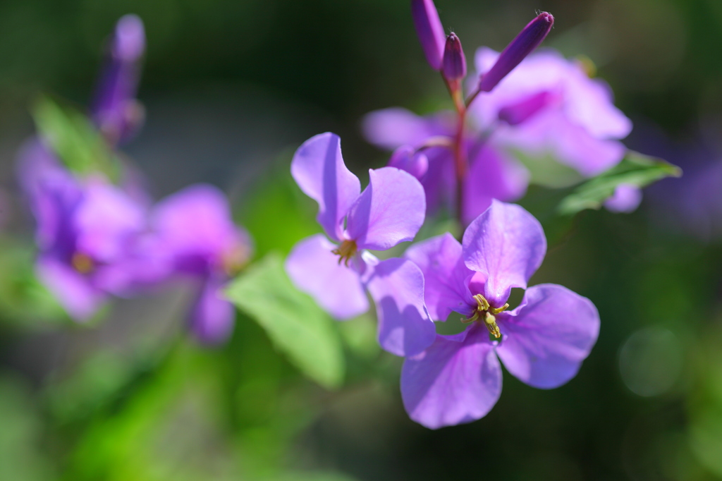 春の花たちⅣ
