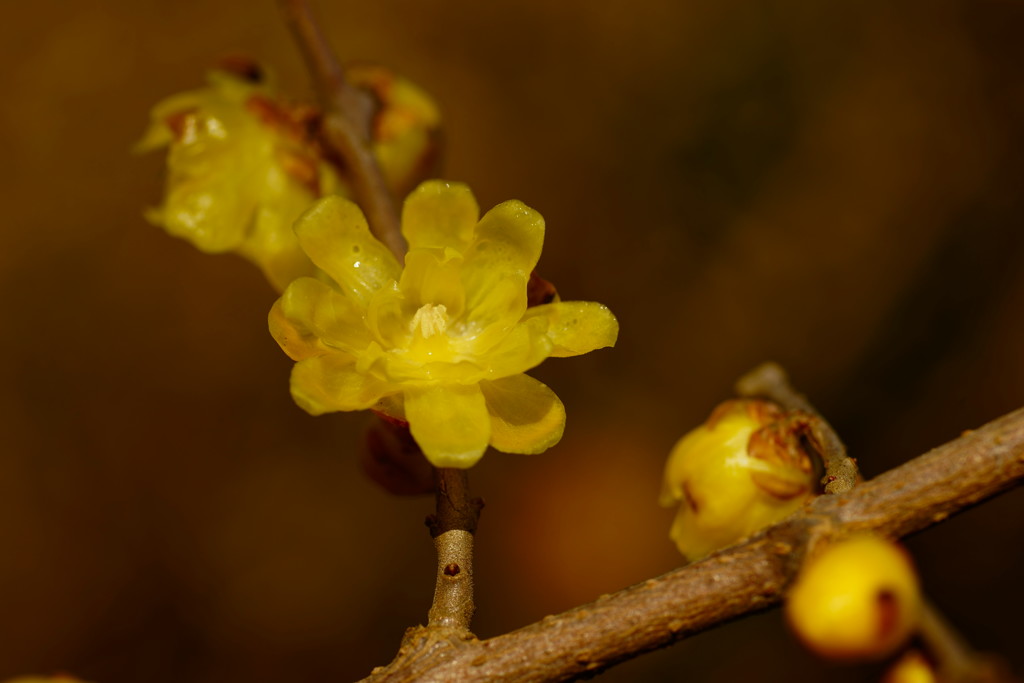 花香る
