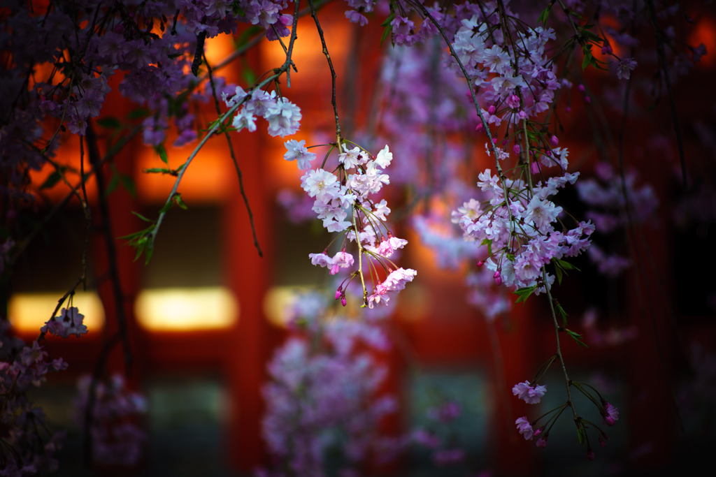 垂れ桜