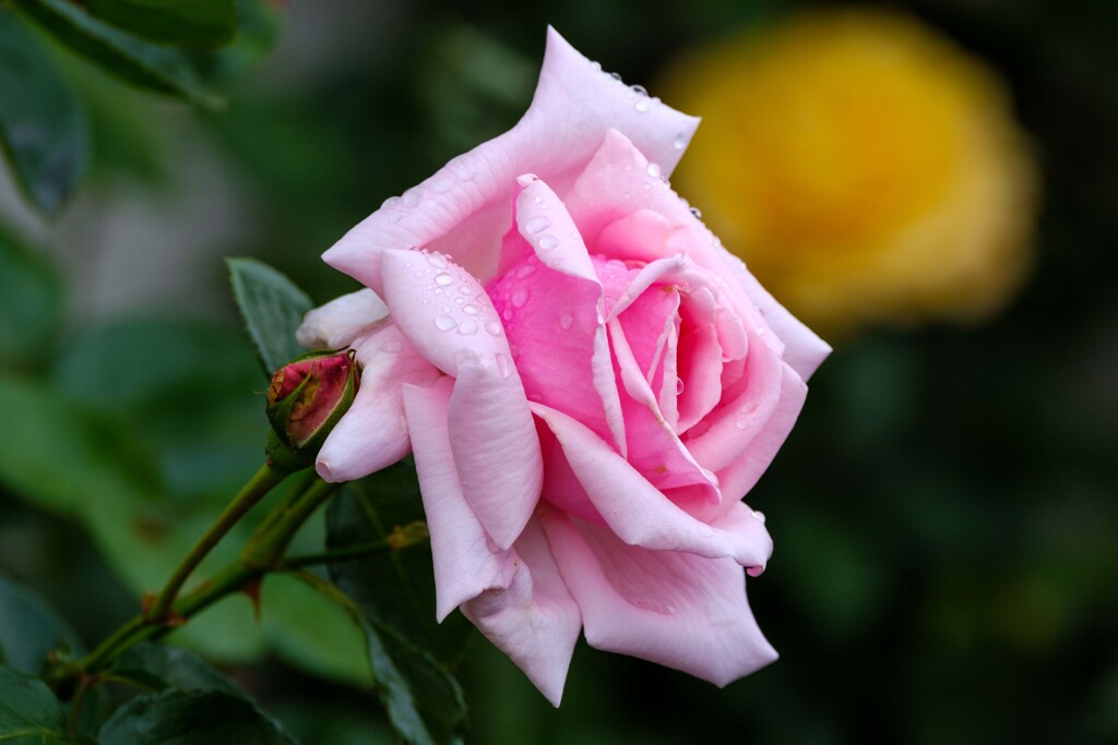 雨上がりの薔薇