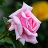 雨上がりの薔薇