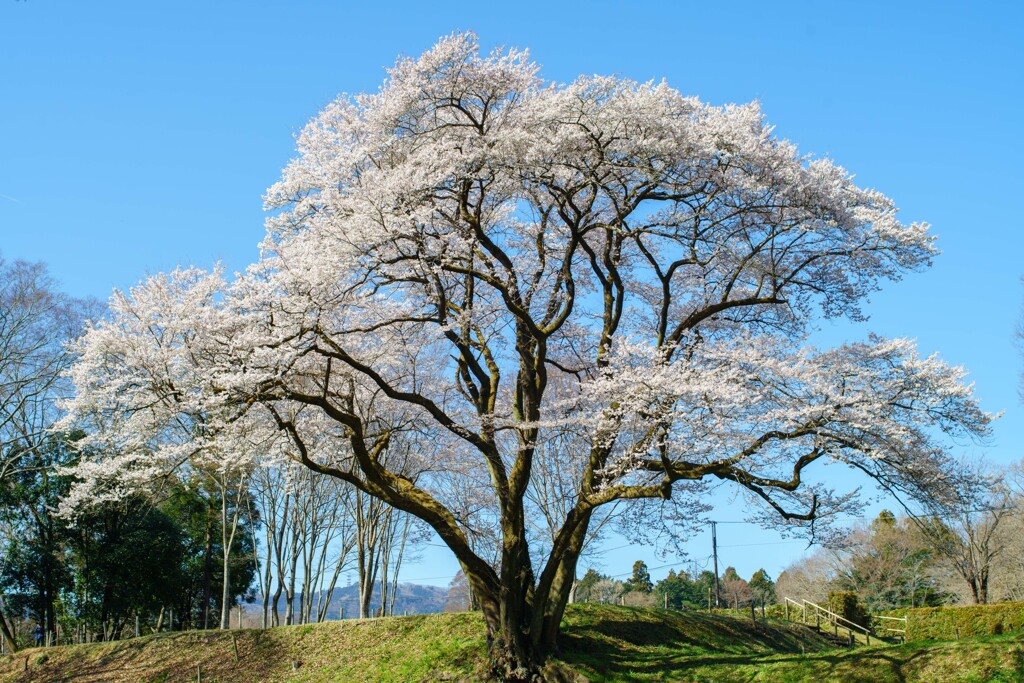 彼岸桜