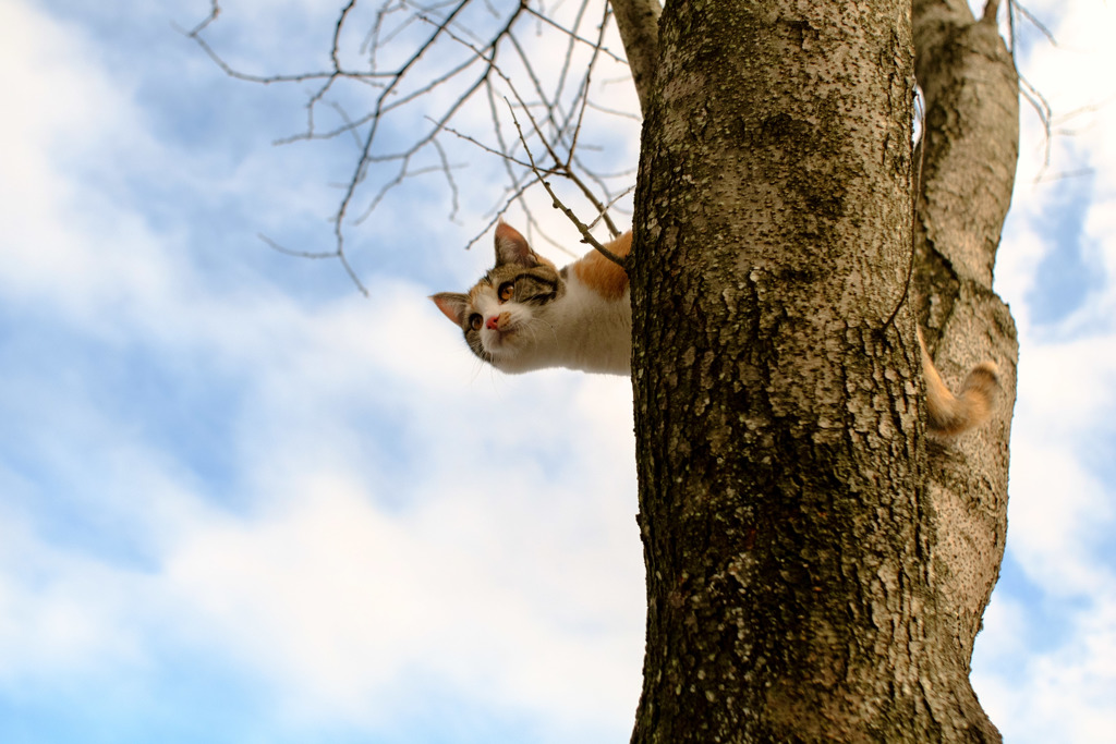 猫心と秋の空