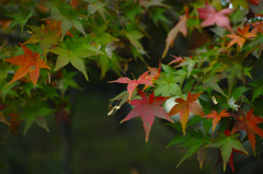 紅葉・もみじ