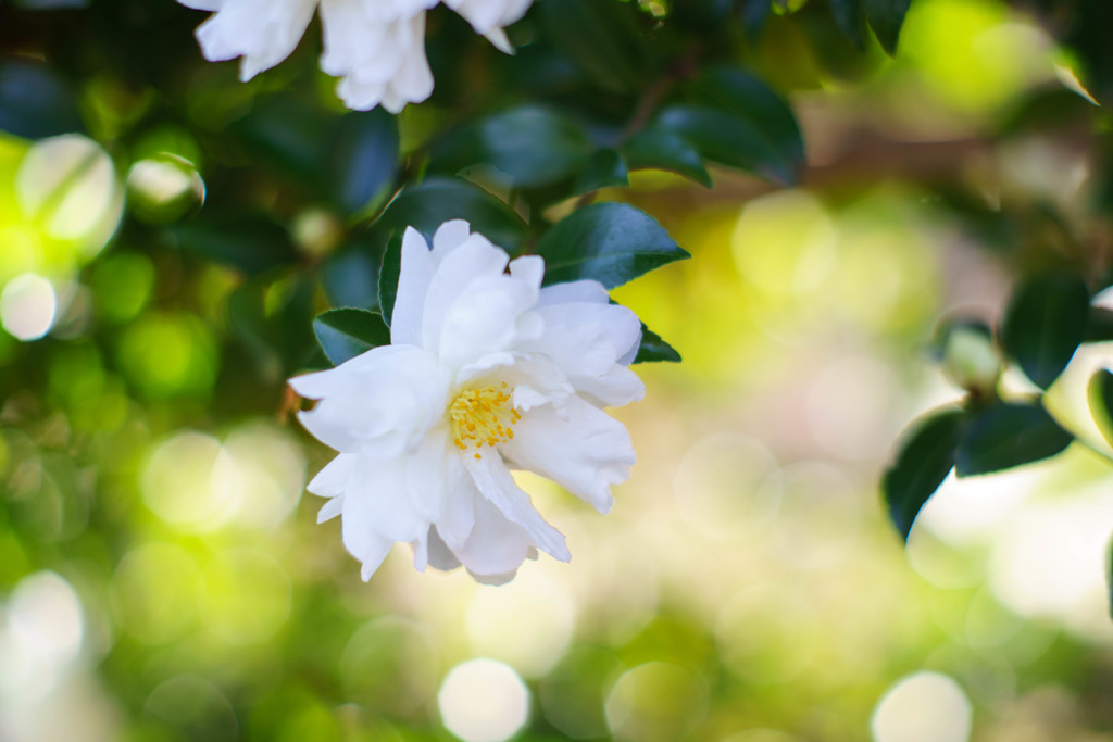 白い花の夢