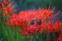 彼の地の岸を満たす華