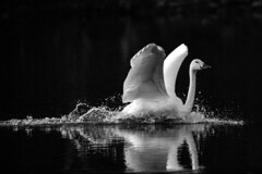 白鳥　モノクロ