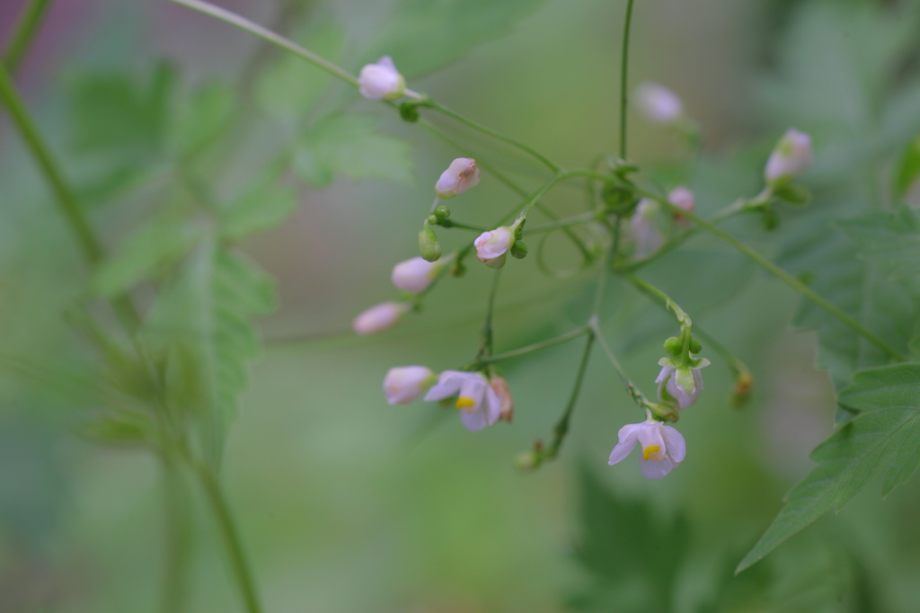 線香花火