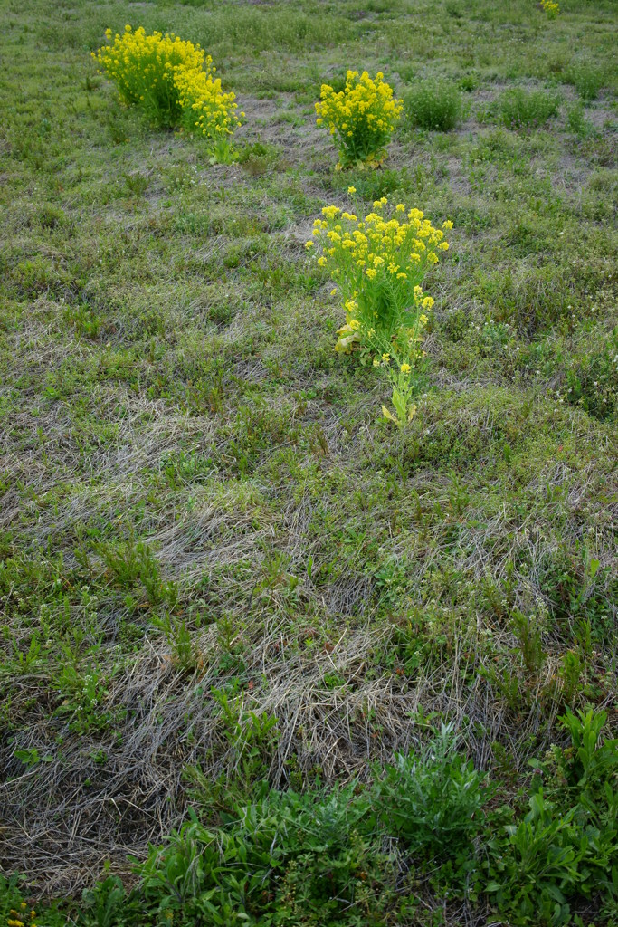 野の花束