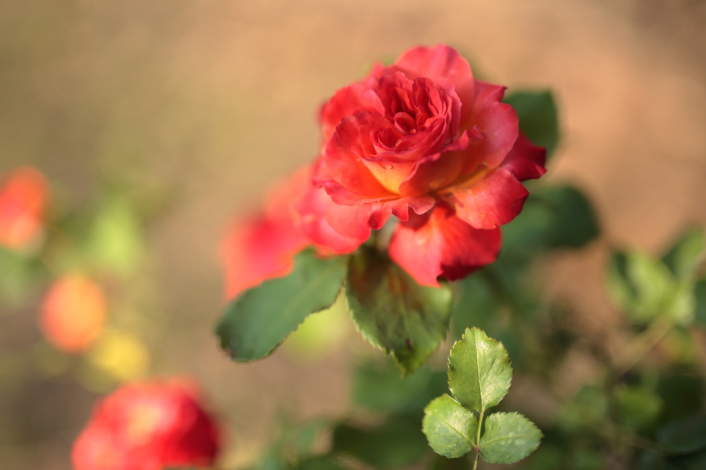夕暮れの薔薇