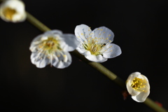 白無垢の花