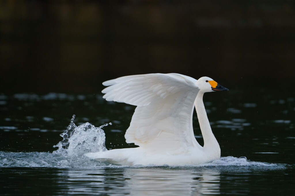 天使降臨20251229