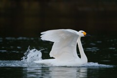 天使降臨20251229