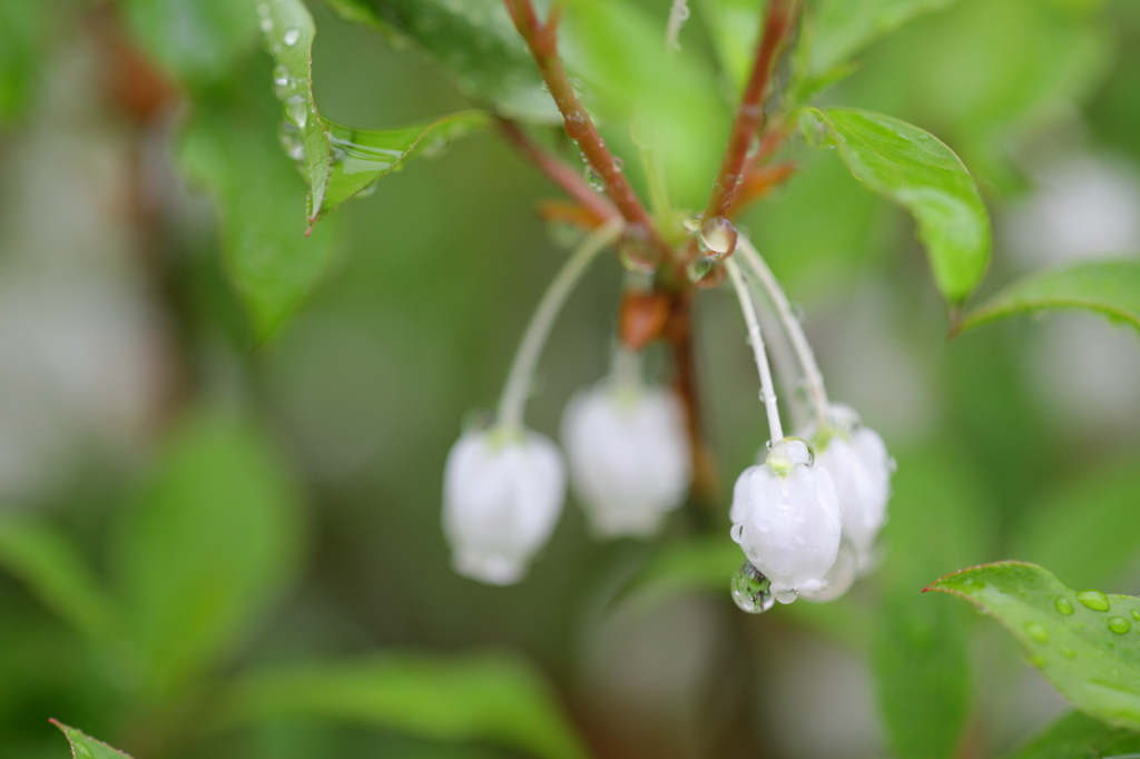 雨上がりⅠ
