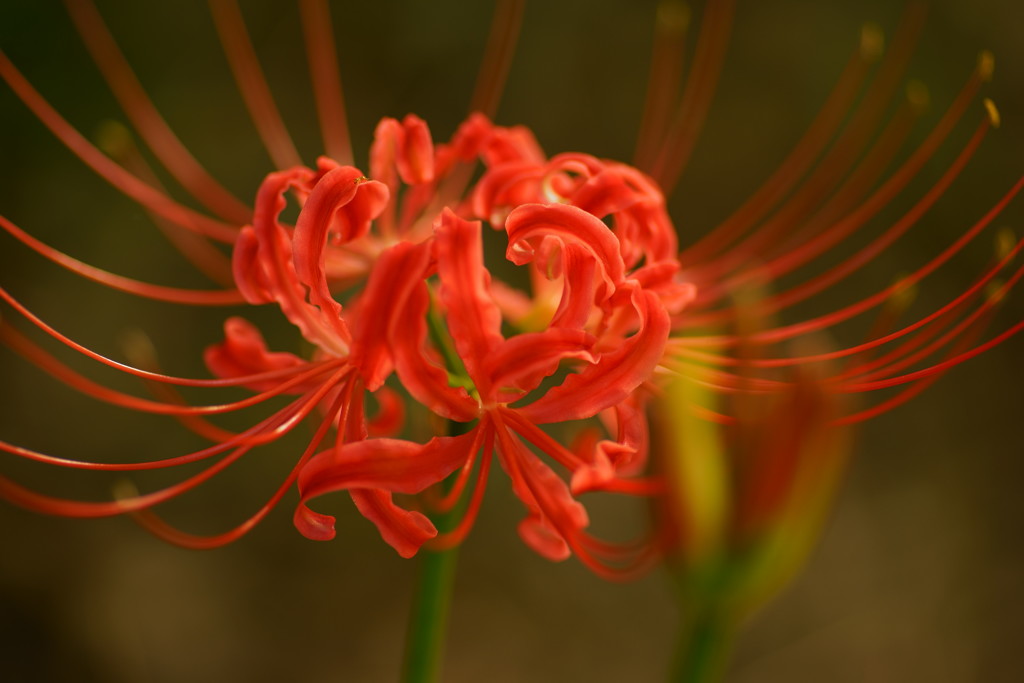 緋色の華