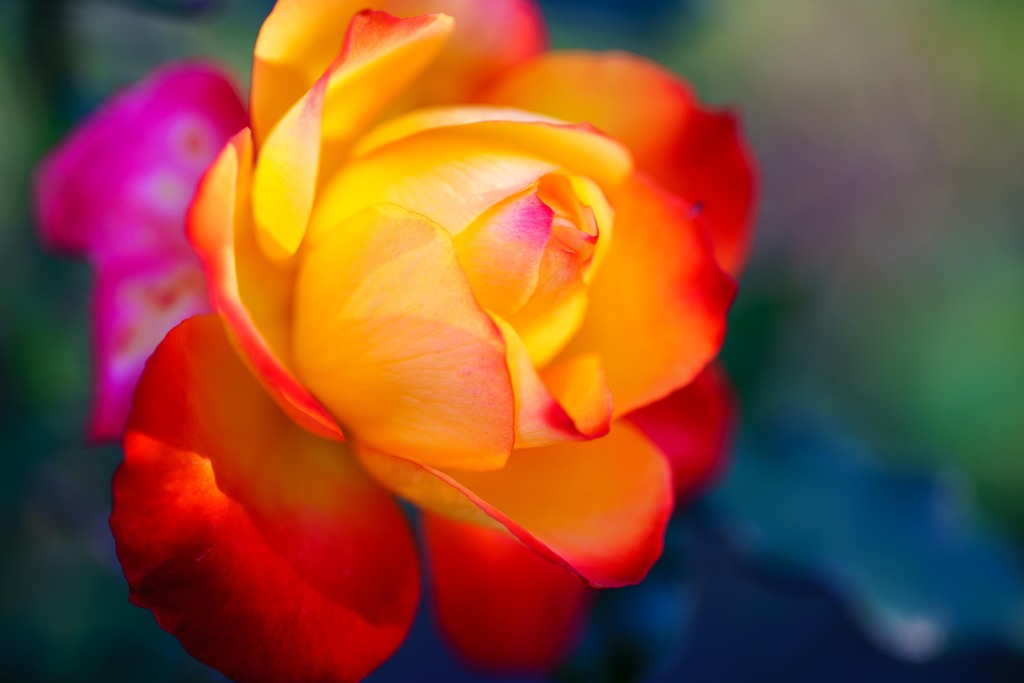 冬の薔薇