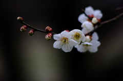 春雨の後