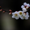 春雨の後