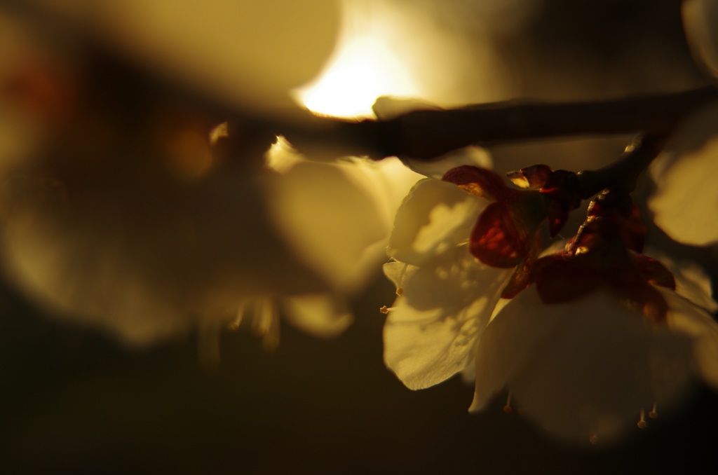 春の夕暮れ