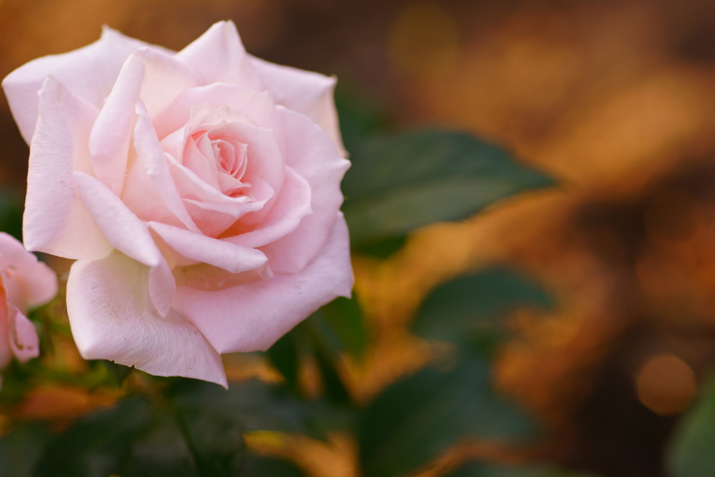 薔薇・印象