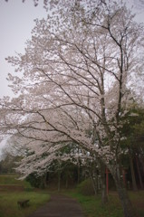 花冷え