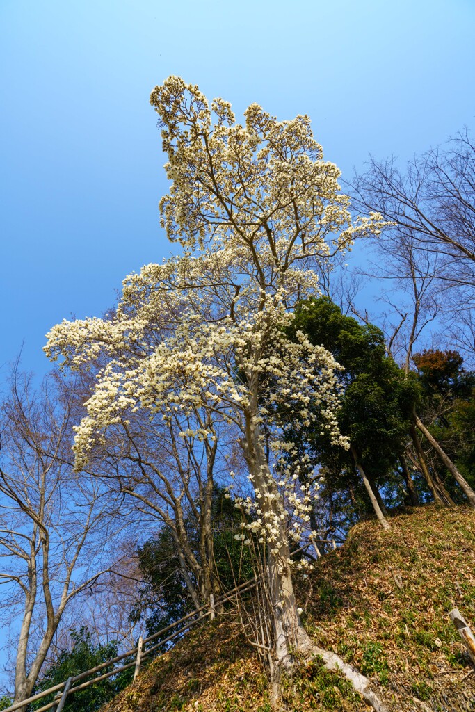 見上げれば