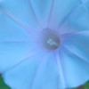 朝顔・青い輝きⅡ