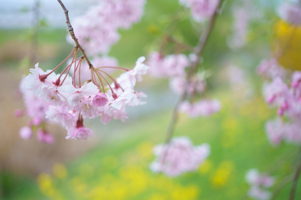 花盛り