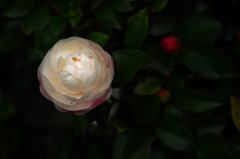 淑Ⅱ