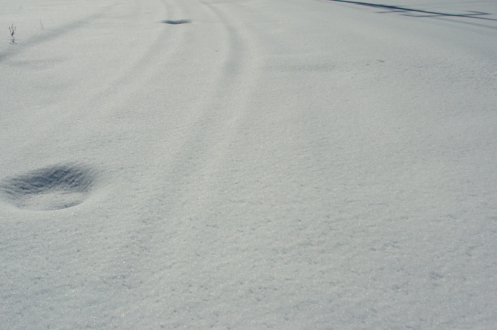 雪の情景・轍