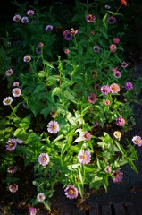 路傍の花達