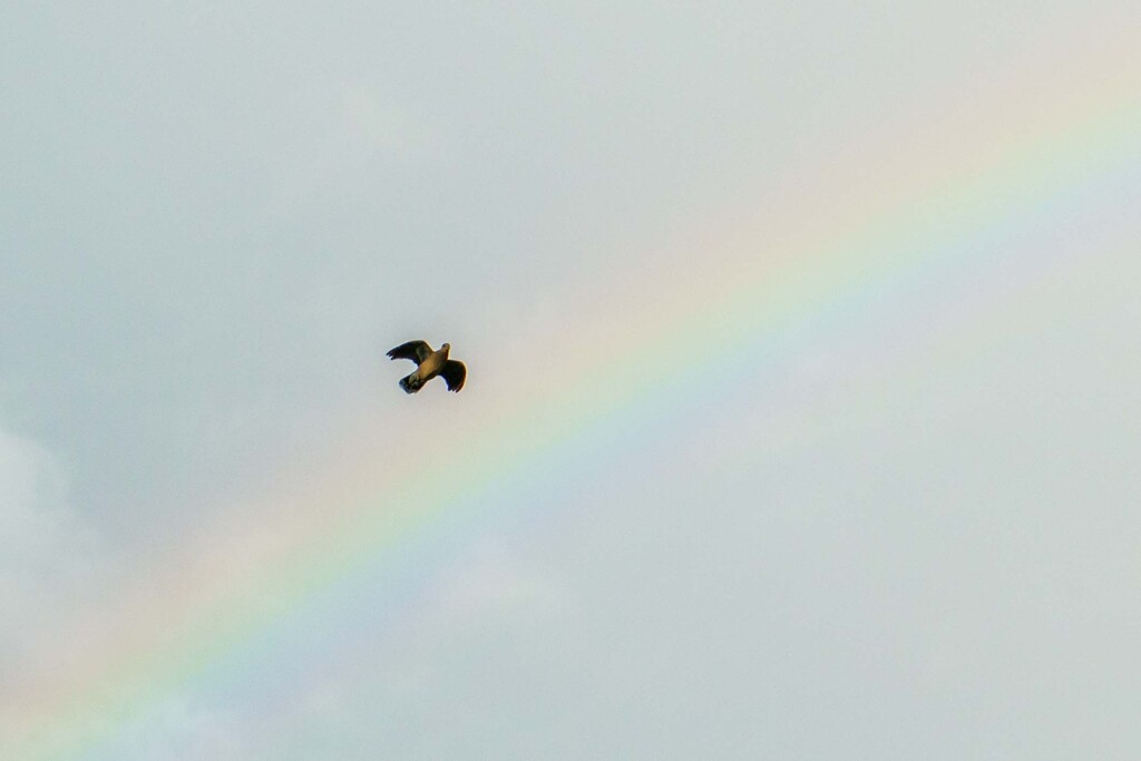 虹と鳩