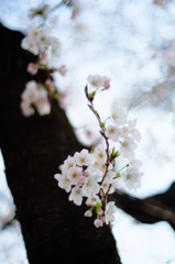 桜色の想い