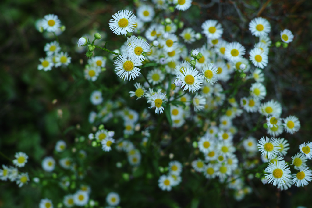 SDIM0172