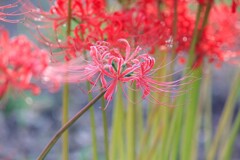 彼岸花20250928-1