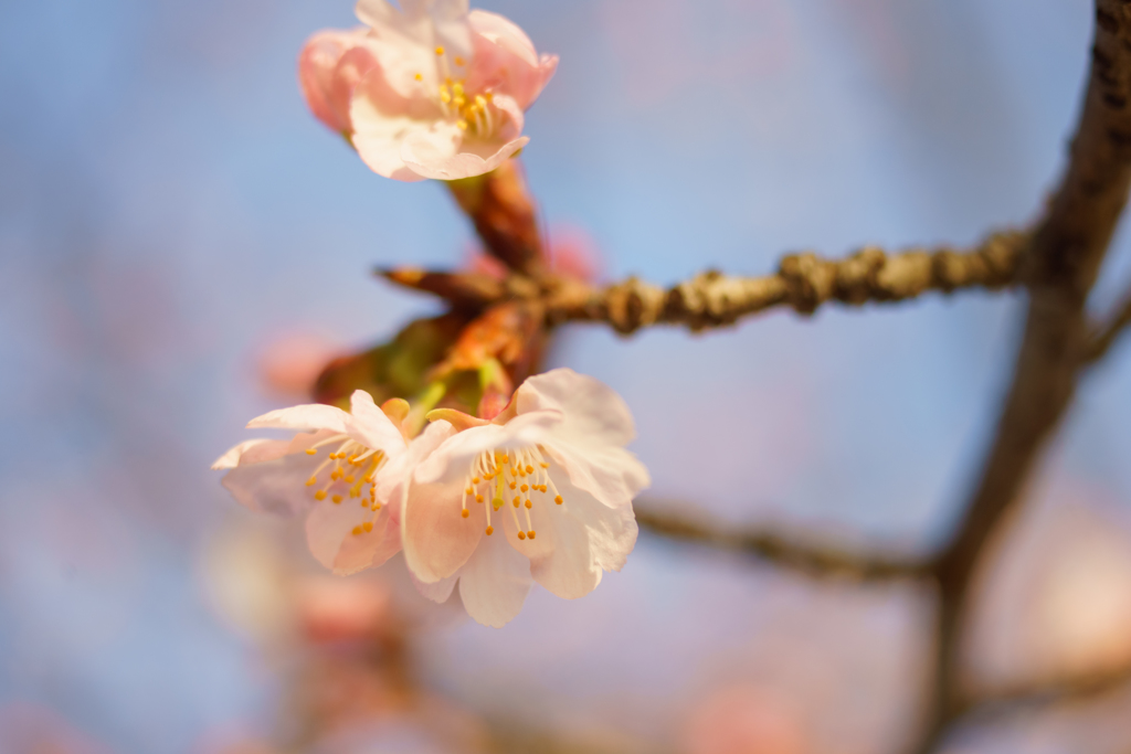 春の温もり