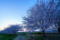 夕暮れの桜