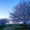 夕暮れの桜