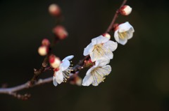 梅香るⅠ