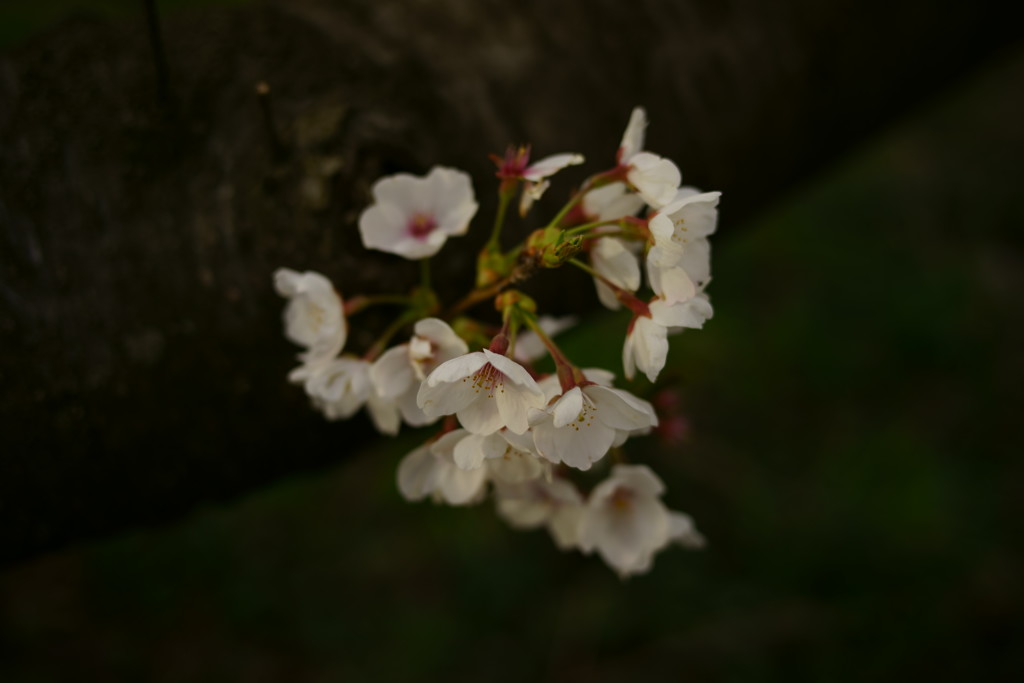 DSC02215-L-133