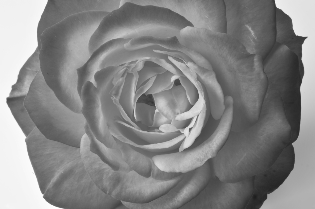 薔薇・モノクロ