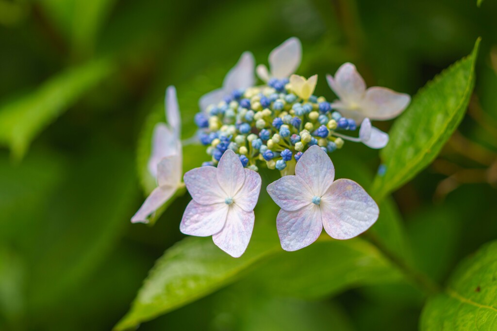 雨の紫陽花
