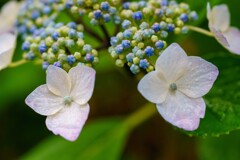 紫陽花の泪