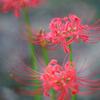 彼岸花