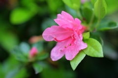 雨上がりⅡ