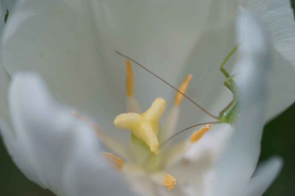 花芯に魅せられて